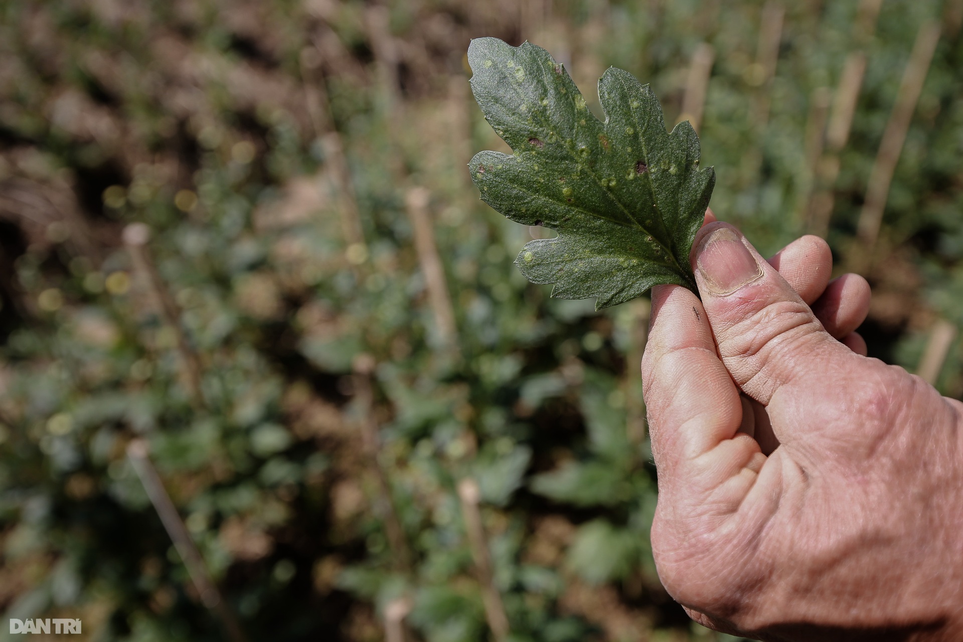 Nông dân Thừa Thiên Huế lo mất trắng vụ hoa Tết 2022 - 10