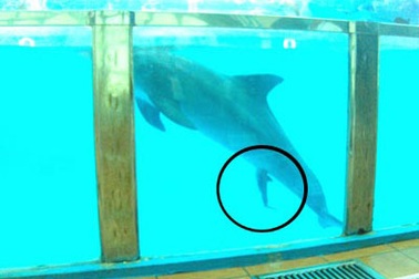 Cá heo biểu diễn ở Suối Tiên bất ngờ đẻ con