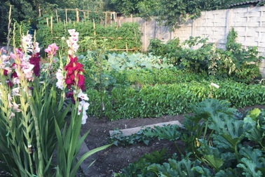 Muốn vơi nỗi nhớ quê, gia đình Việt làm vườn rau, trái sum suê