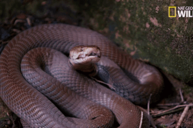 Xà đảo - Nơi rộng chưa đầy 1km2 nhưng là hang ổ của 20.000 con rắn cực độc