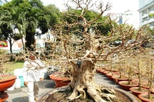 Cận cảnh cây mai giá gần 2 tỉ “đổ bộ” Sài Gòn 