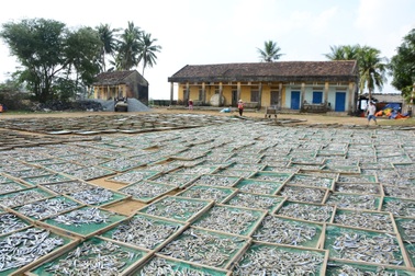 Quảng Ngãi: Rộn ràng mùa hấp cá cơm