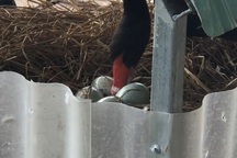 "Thăm" đàn thiên nga vừa đẻ 20 quả trứng ở hồ Thiền Quang