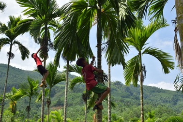 Tận thu cau non, tiểu thương ôm "quả đắng" vì thương lái Trung Quốc