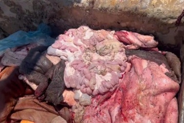 Phát hiện hơn một tấn nội tạng hôi thối trên xe tải