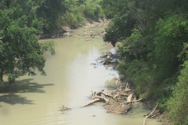 Vụ cả làng vây bắt lâm tặc: Chỉ 40 cây bị chặt hạ (?!)