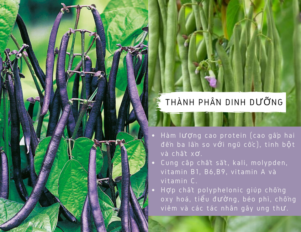 Tăng miễn dịch, ngừa ung thư với đậu cô ve - 1 Tăng miễn dịch, ngừa ung thư với đậu cô ve - 1