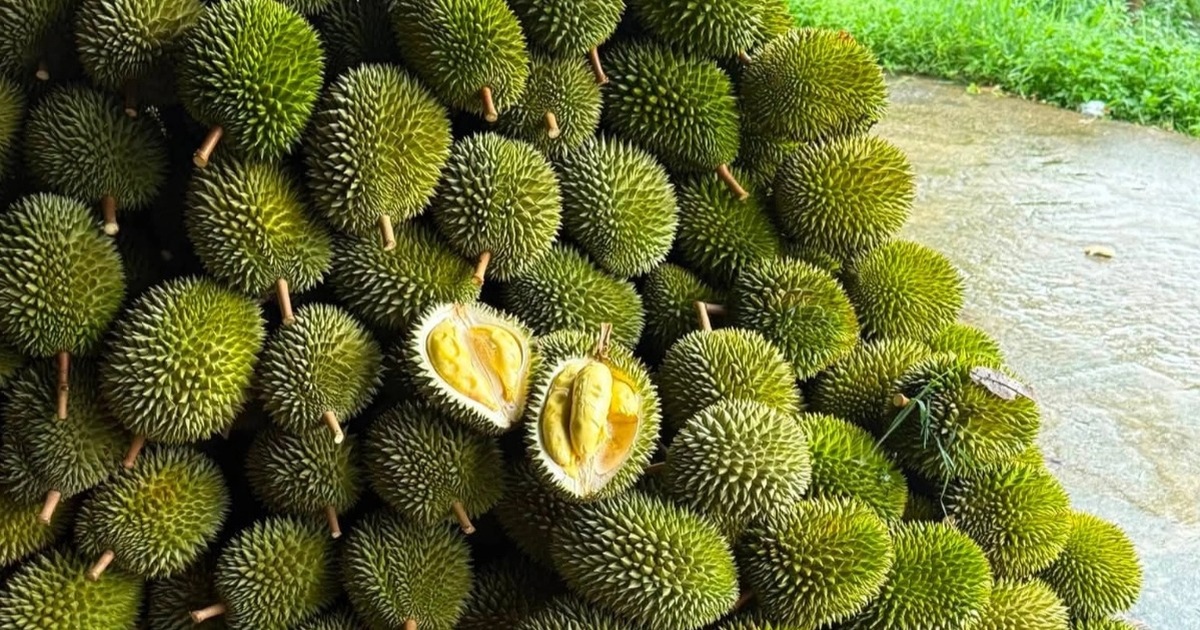 Giá nông sản hôm nay 12/9: Sầu riêng Musang King tăng giá mạnh