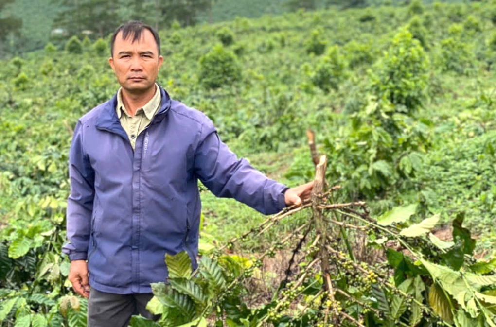 Công an điều tra vụ 18ha cà phê của nông dân bị chặt phá - 1 Công an điều tra vụ 18ha cà phê của nông dân bị chặt phá