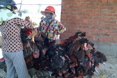 Đà Nẵng triển khai các biện pháp phòng chống cúm A/H5N6