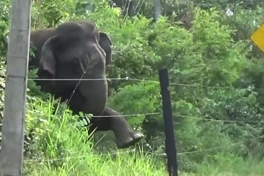 Voi thông minh biết cách phá hàng rào điện