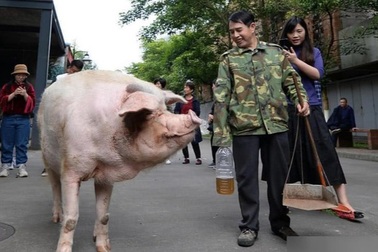 "Trư Kiên Cường" - con heo nổi tiếng nhất Trung Quốc vừa qua đời