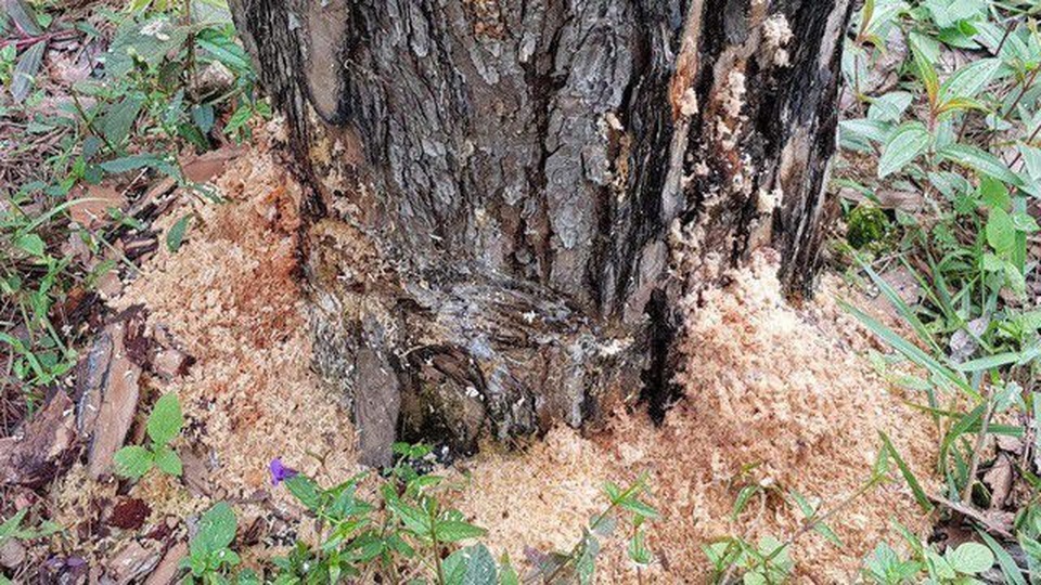 Rừng thông lớn bị khoan lỗ, đổ hóa chất đầu độc - 2