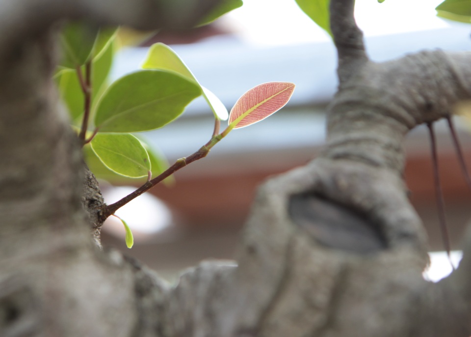 Mãn nhãn với những chậu bonsai mini giá hàng chục triệu đồng - 4 Mãn nhãn với những chậu bonsai mini giá hàng chục triệu đồng - 4