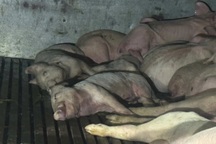 Chở gần 100 con lợn nhiễm dịch tả châu Phi đi tiêu thụ