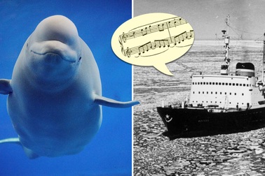 Giải mã chiến dịch giải cứu 2000 cá voi trắng bằng âm nhạc độc nhất lịch sử