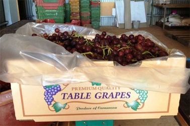 “Việt Nam thôi nhập hoa quả tươi Australia vì lo ruồi”