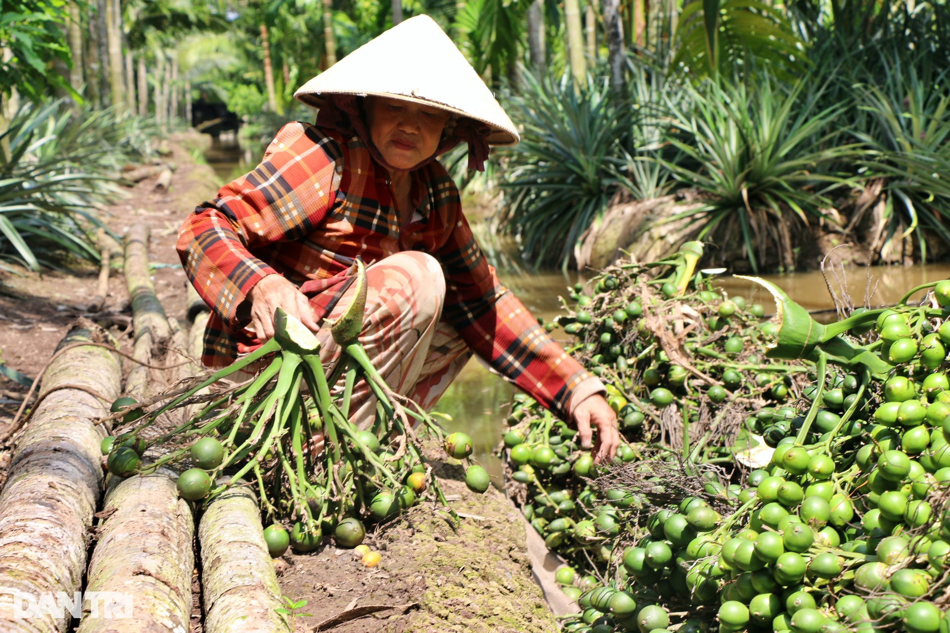 Hết thu mua ở miền Bắc, thương lái đổ về thủ phủ cau miền Tây gây sốt giá - 3