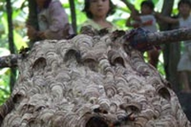 Một bệnh nhi bị suy gan, suy thận nặng vì ong đốt