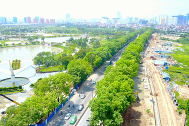 Hà Nội sẽ trồng thay thế cây gì sau khi di dời hơn 1.300 cây xanh