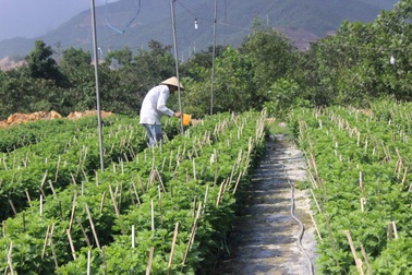 Người trồng hoa tất bật vào vụ Tết