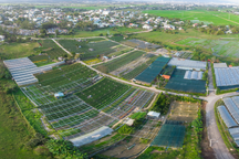 Làng trồng hoa truyền thống Đà Nẵng tất bật vào vụ Tết