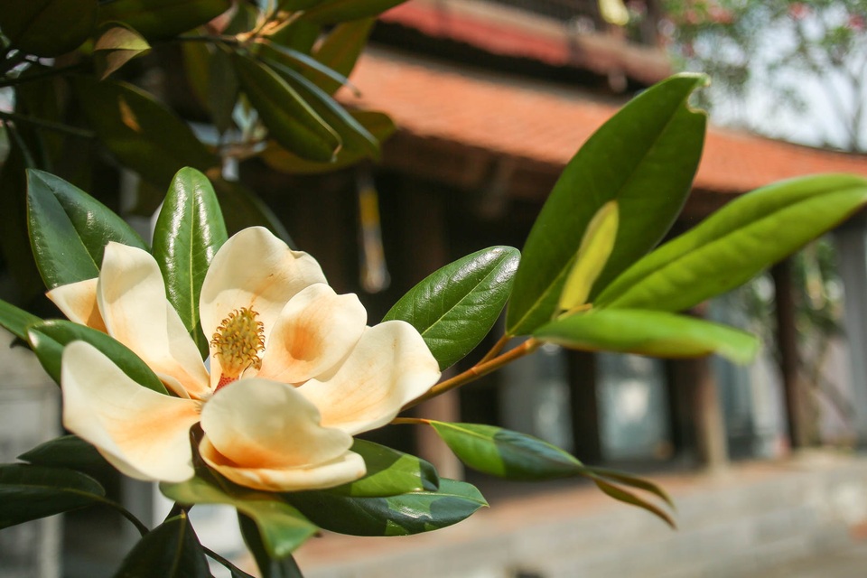 Kì lạ đóa sen nằm trên cạn, tỏa hương thơm ngát ngôi chùa trăm năm tuổi - 1 Kì lạ đóa sen nằm trên cạn, tỏa hương thơm ngát ngôi chùa trăm năm tuổi - 1