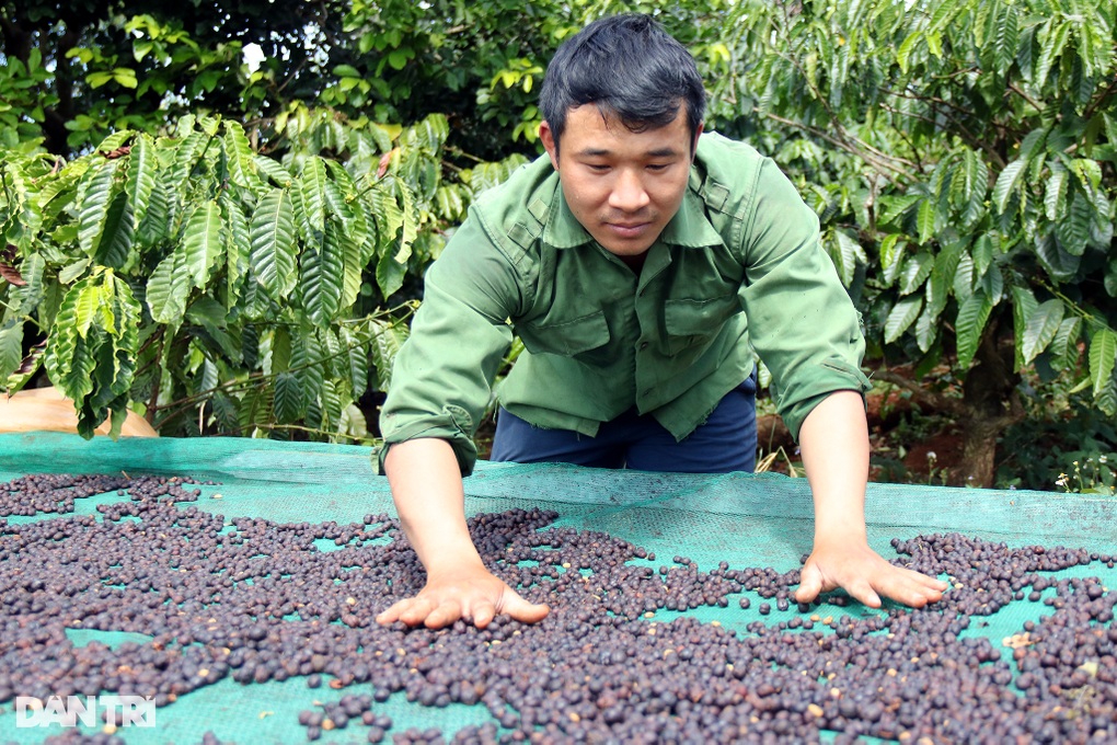 Kỳ công làm ra hạt cà phê đặc biệt, giá bán tăng gấp bội - 3 Kỳ công làm ra hạt cà phê đặc biệt, giá bán tăng gấp bội - 3