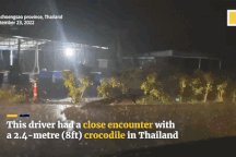 Người dân hợp sức bắt cá sấu dài 2,4m trên đường cao tốc sau trận lụt lớn