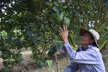 Trái cây Tết khan hàng, tăng giá do thời tiết bất thường