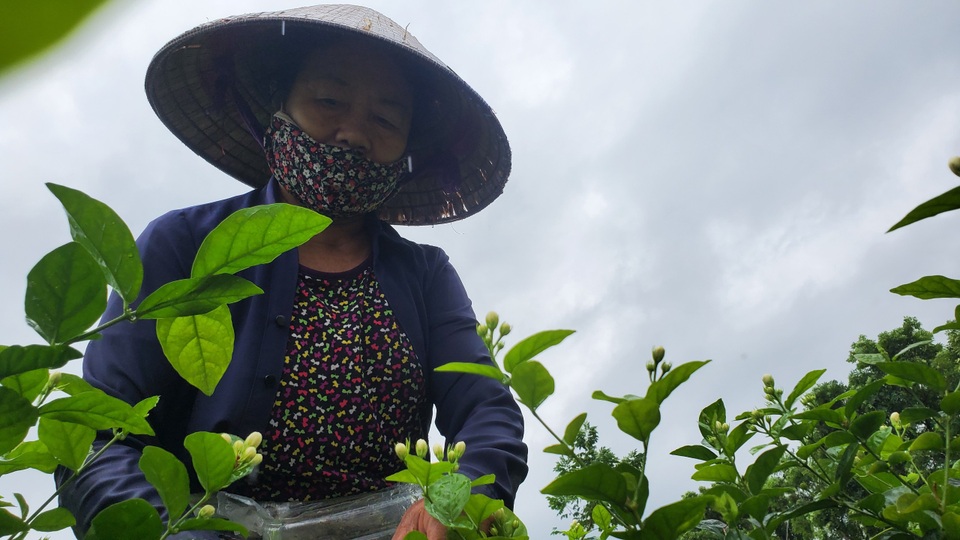 Thu hàng chục triệu đồng/vụ từ thứ hoa chẳng thơm cũng thể... - 3 Thu hàng chục triệu đồng/vụ từ thứ hoa chẳng thơm cũng thể... - 3