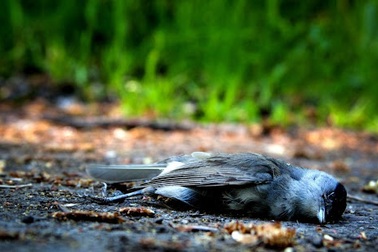 Kỳ lạ ngôi làng hút chim đến "tự sát" và chuyện bí ẩn chưa lời giải