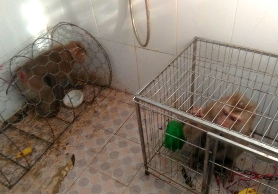 Giải cứu 2 cá thể khỉ vàng quý hiếm - 1 Giải cứu 2 cá thể khỉ vàng quý hiếm - 1