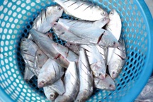 3 loại cá Việt bổ không kém cá hồi, mua đâu cũng có