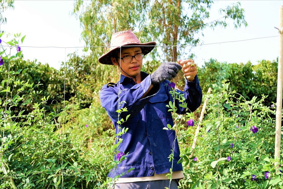 Chàng trai trẻ biến đất khô cằn thành nông trại dược liệu - 3 Chàng trai trẻ biến đất khô cằn thành nông trại dược liệu - 3