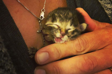 Chú mèo hai mặt được sinh ra ở Mỹ