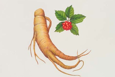 Những lưu ý khi sử dụng nhân sâm 