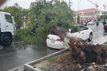 Cây me trước bệnh viện bật gốc, đè lên ô tô 4 chỗ