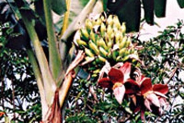 Cây chuối trổ 4 hoa cùng lúc