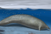 Cá voi cổ đại ở Peru có thể là loài động vật nặng nhất trong lịch sử