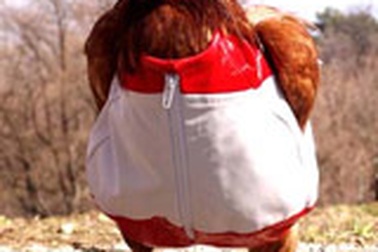 Thời trang cho…gà