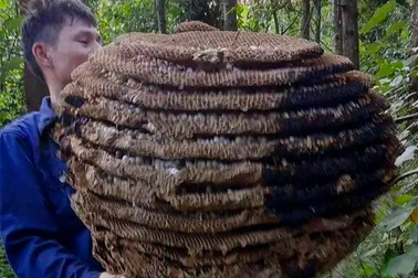 Tổ ong "khủng" 10 tầng cao gần 1m, nặng 20kg