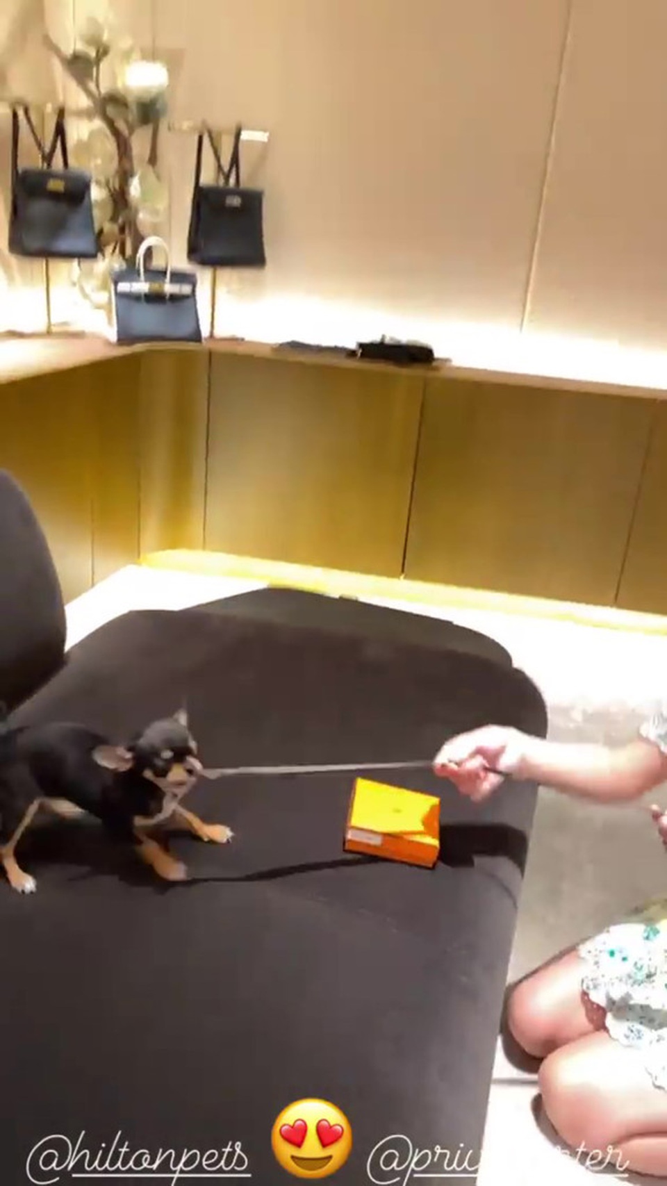 Paris Hilton mua túi Hermes, xây nhà 350 nghìn USD cho cún cưng - 2