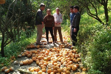 Nông dân nẫu ruột nhìn 8.300 tấn cam "rụng như sung"