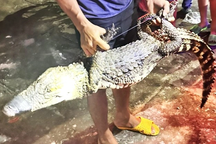 Bắt được con cá sấu trên kênh ở Bạc Liêu