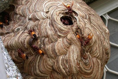 Cà Mau: Người đàn ông tử vong vì bị ong vò vẽ đốt hơn 100 vết