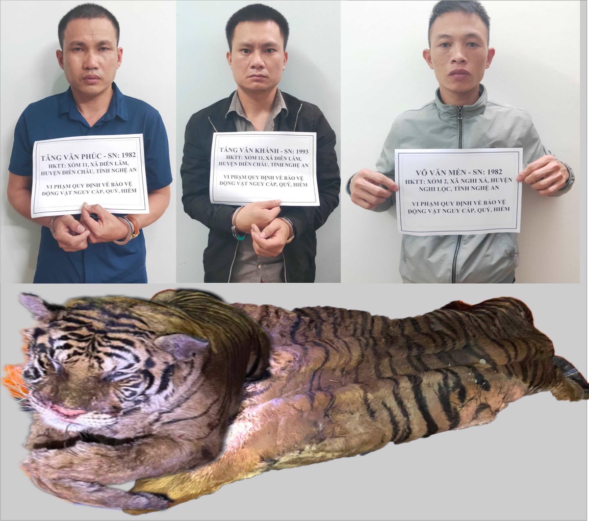 Hổ nặng hơn 200 kg bị bắt từ Nghệ An đưa lên Lai Châu tiêu thụ - 1 Hổ nặng hơn 200 kg bị bắt từ Nghệ An đưa lên Lai Châu tiêu thụ - 1