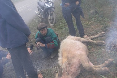 Lào Cai đã có gần 500 con trâu bò chết rét