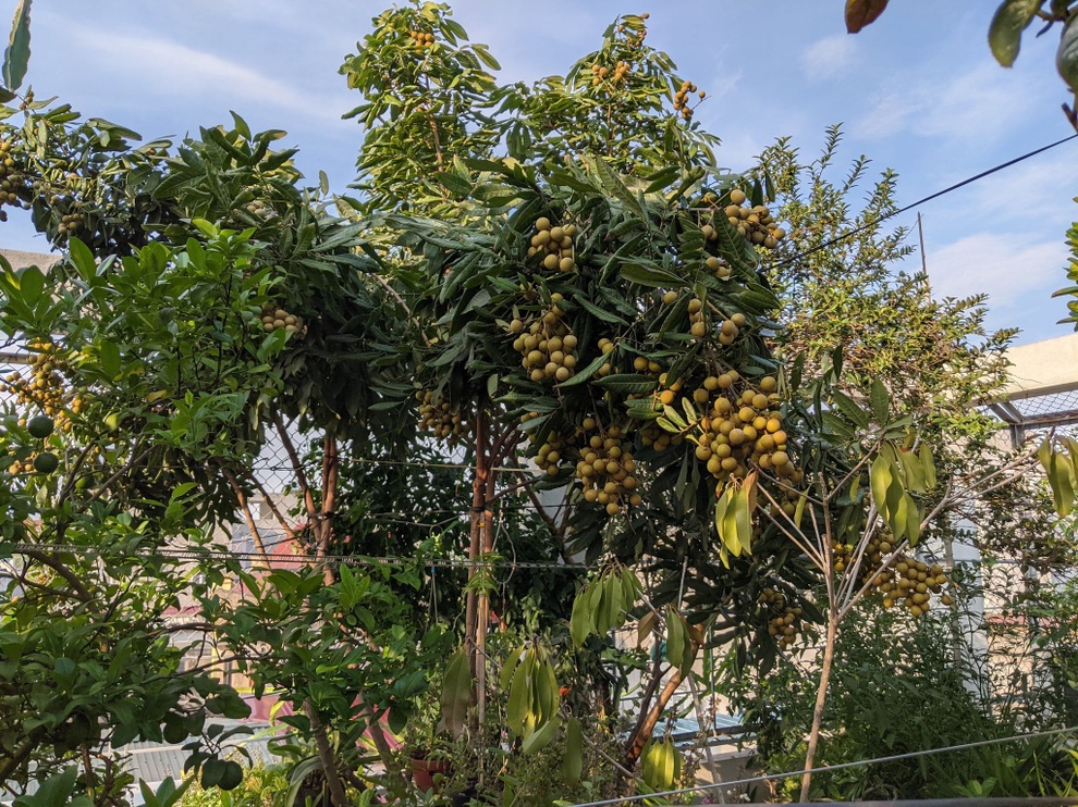 Khu vườn treo 100m2 tươi tốt như rừng nhiệt đới của gia đình Hải Phòng - 7 Khu vườn treo 100m2 tươi tốt như rừng nhiệt đới của gia đình Hải Phòng - 7