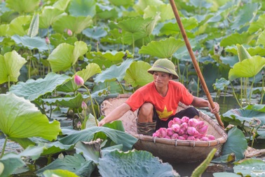 Biến đồng hoang thành đầm sen triệu bông, anh nông dân kiếm tiền tỷ